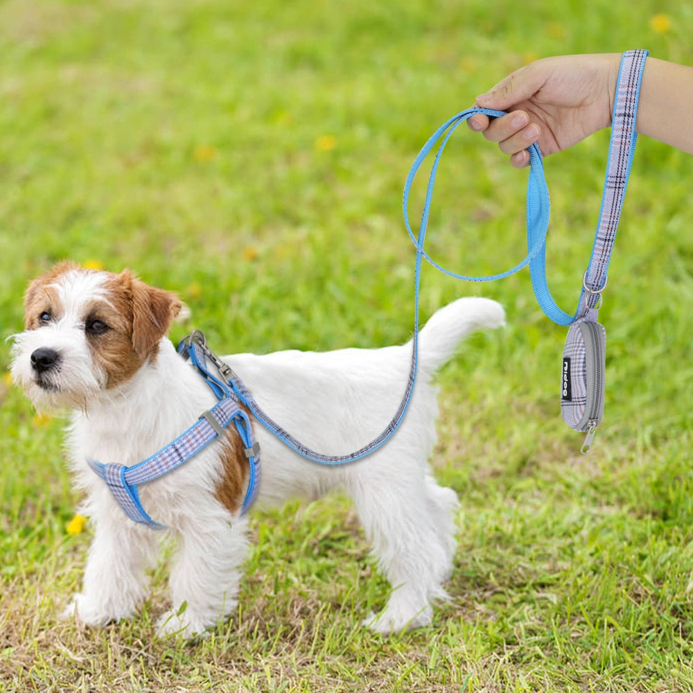 Pretty hotsell dog leads