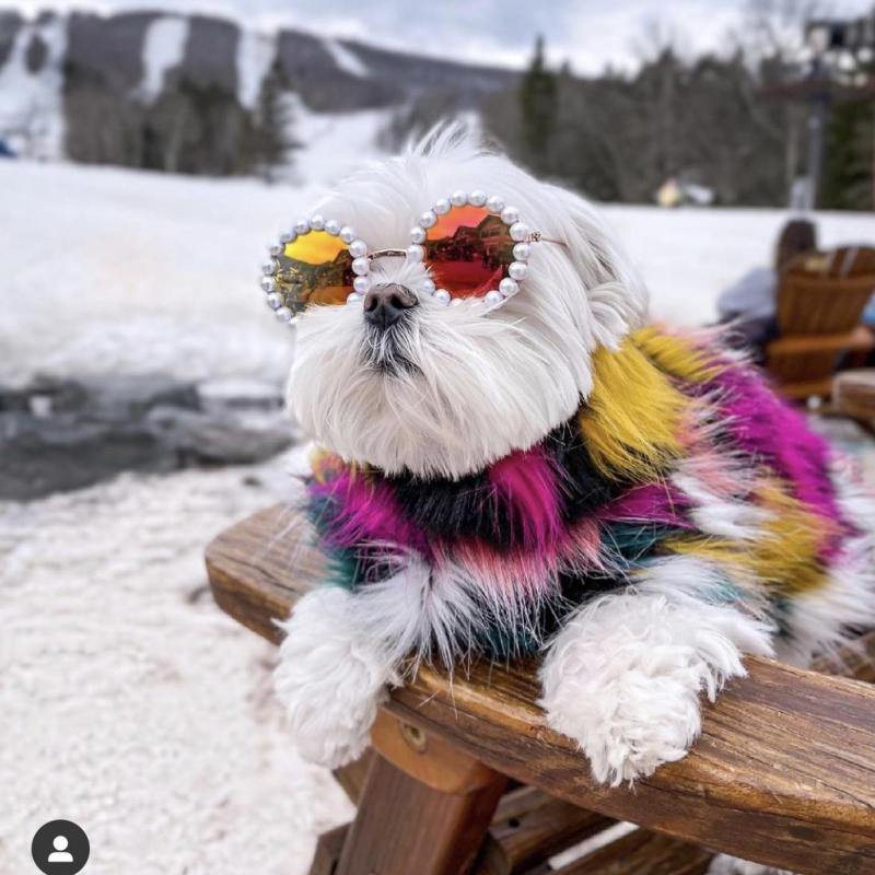 Lovely Pearl Dog Cat Sunglasses Reflection